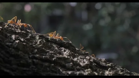 Ants walking on a tree trunk Stock Footage 314083850