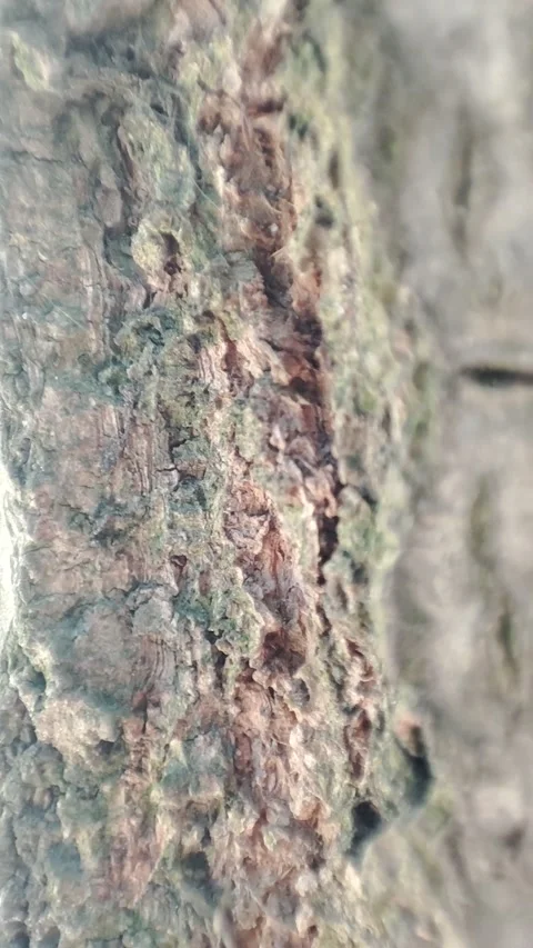 Ants walking on the tree video Stock Footage 202266241