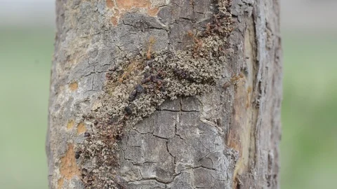 Ants walking on the tree with windy weather. 스톡 동영상 86341806