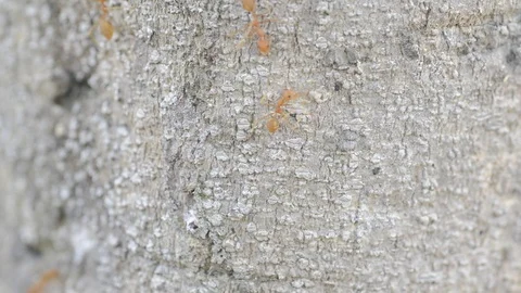 Ants walking on the tree with windy weather. Video stock 86341812
