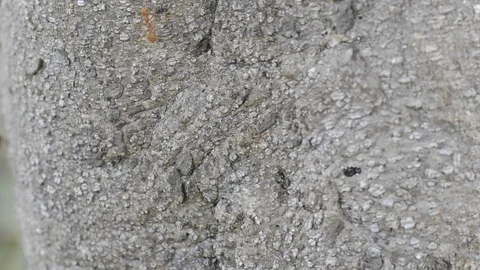 Ants walking on the tree with windy weather. Stock Footage 86341831