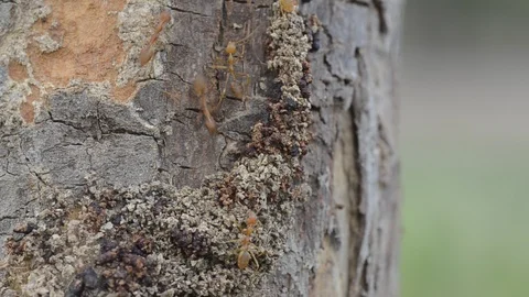 Ants walking on the tree with windy weather. Stock Footage 86341833