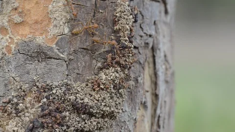 Ants walking on the tree with windy weather. Stock Footage 86341850
