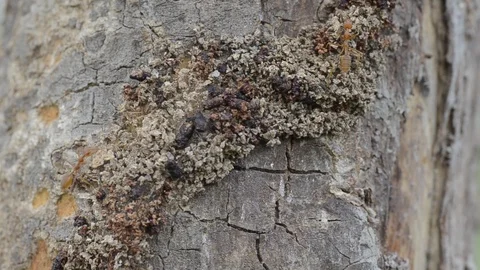 Ants walking on the tree with windy weather. 스톡 동영상 86341852