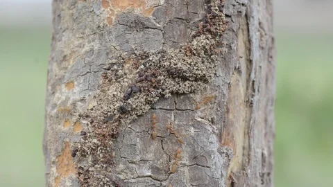 Ants walking on the tree with windy weather. 스톡 동영상 86341876