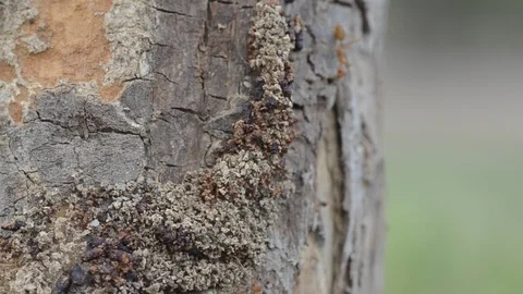 Ants walking on the tree with windy weather. Video stock 86341880