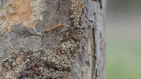 Ants walking on the tree with windy weather. 스톡 동영상 86341896