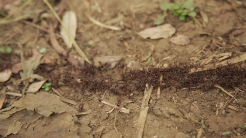 Ants walking tunnel Stock Footage 157416875