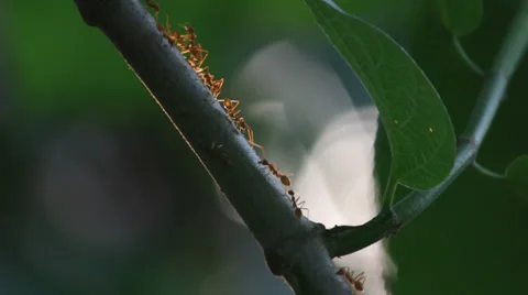 Ants walking on twigs Stock Footage 37115450