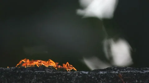 Ants walking on the wall Stock Footage 37114519