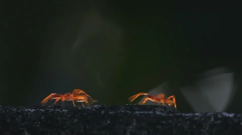 Ants walking on the wall Stock Footage 37114572