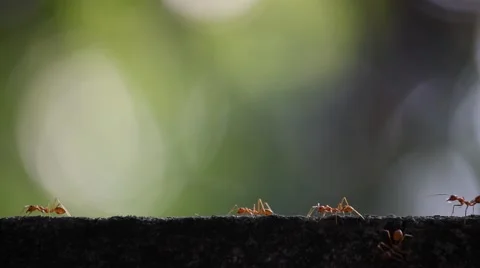 Ants walking on a wall. Stock Footage 46564965