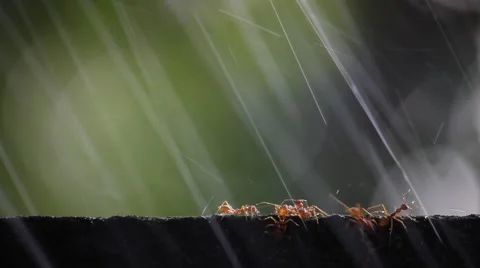 Ants walking on a wall. Stock Footage 46565199