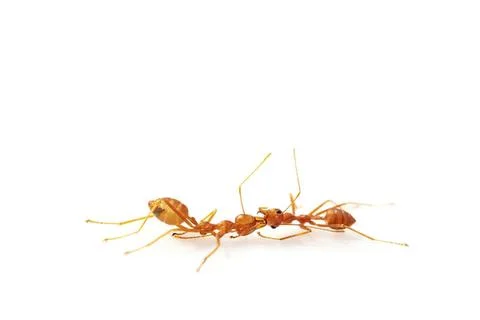 Ants walking on white surface with clean background Stock Photos