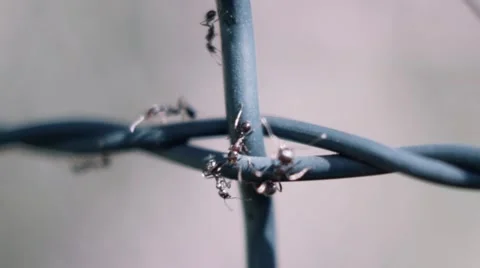 Ants walking on a wire fence Stock Footage 68051282