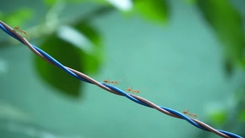 Ants walking in a wire 스톡 동영상 161060791