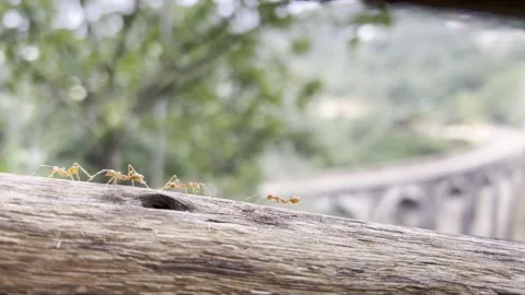 Ants walking on wooden surface with blurred bridge background Sri Lanka Video stock 331708292