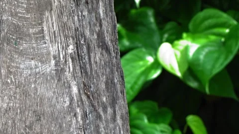 Ants walking on worn wood Stock Footage 303996955