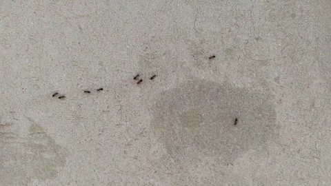 Ants on the Wall 2 Stock Footage 291875736