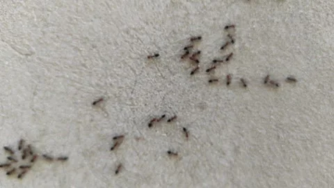 Ants on the Wall 3 Stock Footage 291875732
