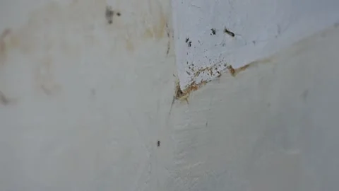 Ants on wall close up Stock Footage 170622619
