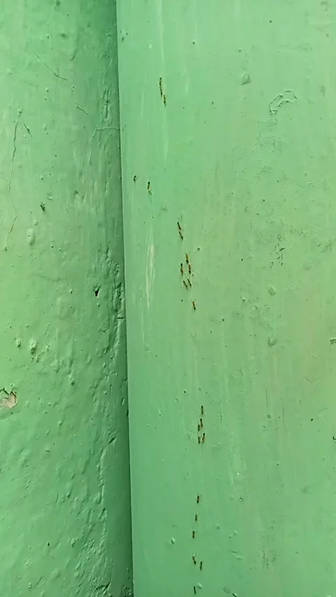 Ants On The Wall Stock Footage 211645531