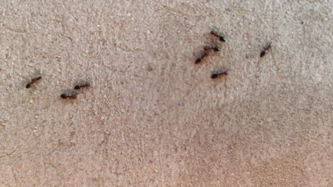 Ants on the Wall Stock Footage 291875730
