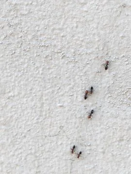 Ants on the wall Stock Photos