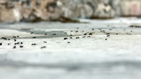 Ants way Stock Footage 12234091