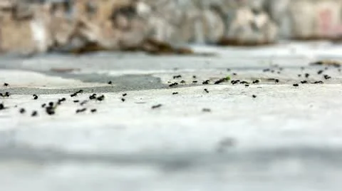 Ants way in the summer Stock Footage 12234096