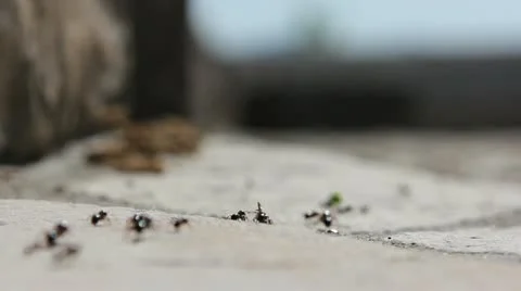 Ants way in the summer Stock Footage 12234108