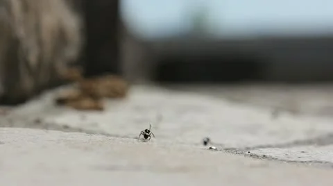 Ants way in the summer Stock Footage 12234133