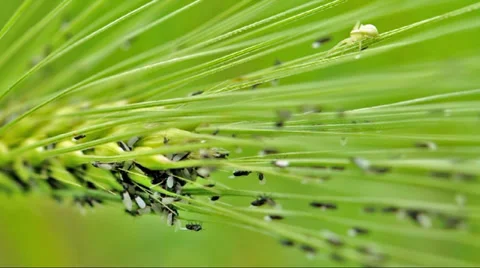 Ants on wheatear Stock Footage 38155883