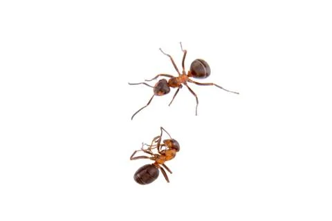 Ants on a white background Stock Photos