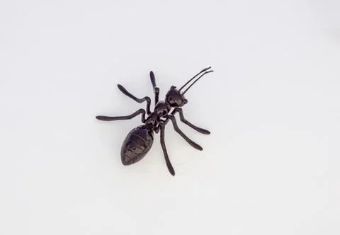 Ants on a white wall . close up Stock Photos