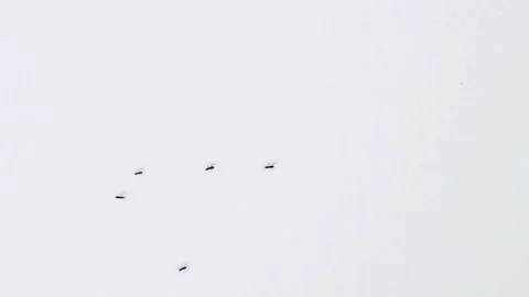 Ants on a white wall Stock Footage 78495882