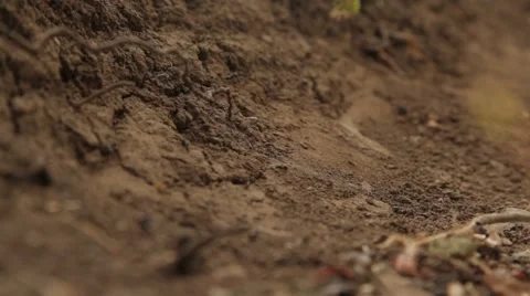 The ants who prepare for winter in the fall Vidéo 41860729