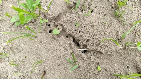 Ants in the wild 1 Video stock 336512433