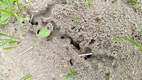 Ants in the wild 2 Stock Footage 336512556