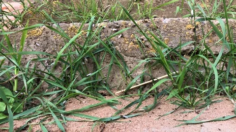Ants with wings crawl among the grass on the threshold of the country plot. Stock Footage 93715455