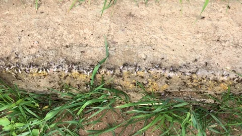 Ants with wings crawl among the grass on threshold of the country plot. Stock Footage 93715476