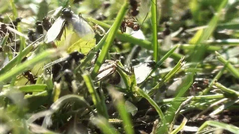 Ants with wings in the grass Video stock 93784335