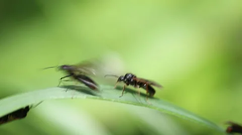 Ants with wings on a green grass. Stock Footage 63501551