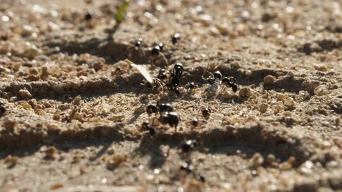 Ants, wings, Spain Stock Footage 234407873