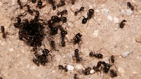 Ants, wings, Spain Video stock 234407928