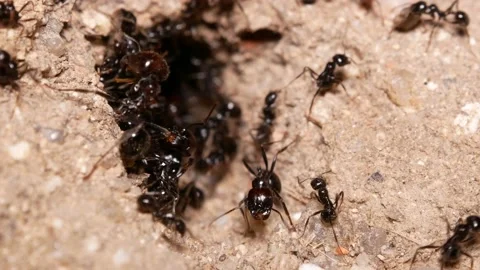 Ants, wings, Spain Video stock 234407931