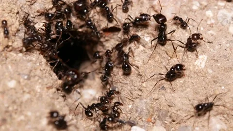 Ants, wings, Spain Video stock 234407980
