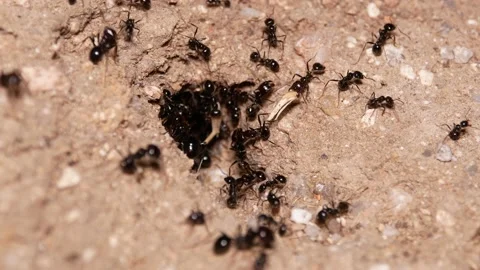 Ants, wings, Spain Video stock 234407993
