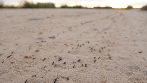 Ants, wings, Spain Video stock 234408030