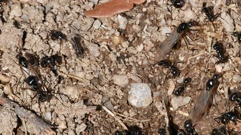 Ants, wings, Spain Video stock 234408120